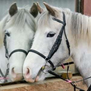 horse mirrors for stables