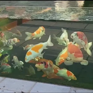 Glass Jump Guards for Koi Ponds