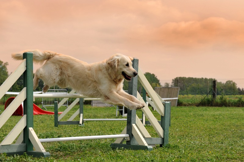 10 Effective Training Tips for Golden Retriever Puppy