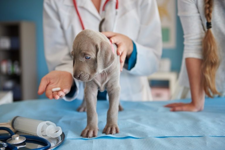 What Are the Rare Diseases in Dogs Owners Should Know