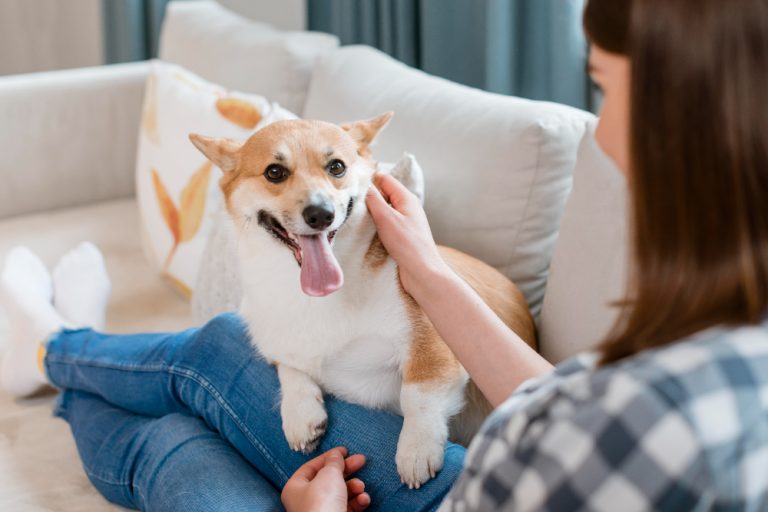 Dog the Secret to Reducing Anxiety and Boosting Your Mood