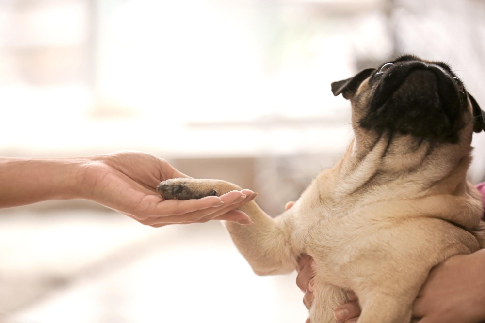 dogs helping with anxiety