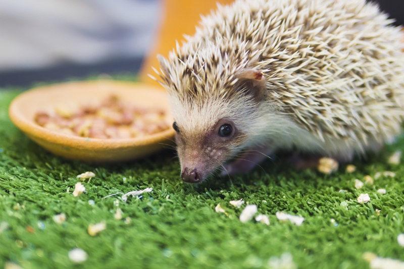 Keep Your Hedgehog Warm During Winter