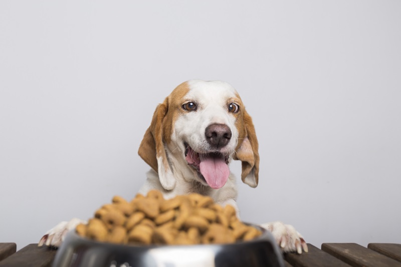 Best Dog Food for Active Breeds: Fueling Their Energy