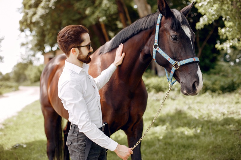 Best Feeds and Supplements for a Healthy Horse