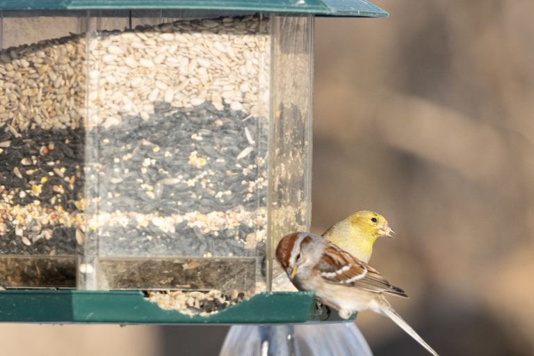 Bird Feeder AI Camera