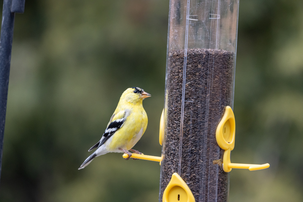 Transform Your Backyard with a Bird Feeder for Bird Lovers