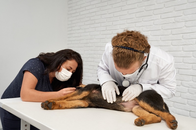 How Canine Distemper Spreads Among Dogs and Ways to Stop It?