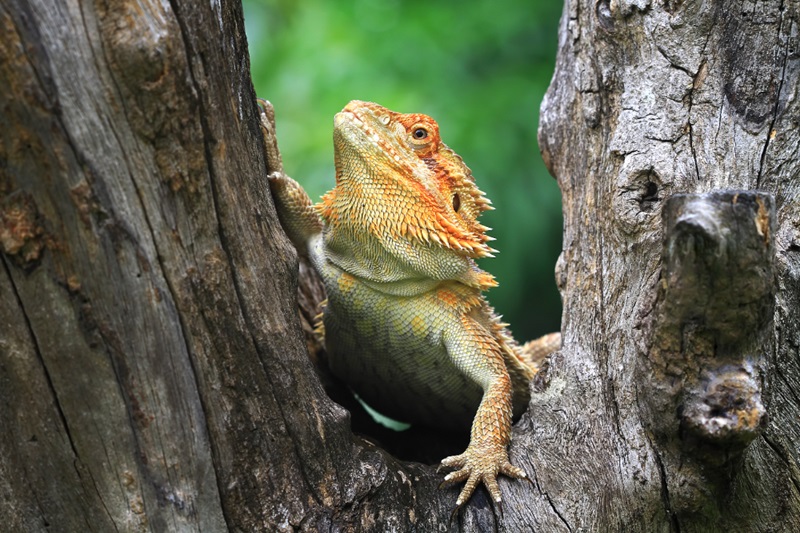 Create the Ideal Habitat for Your Bearded Dragon