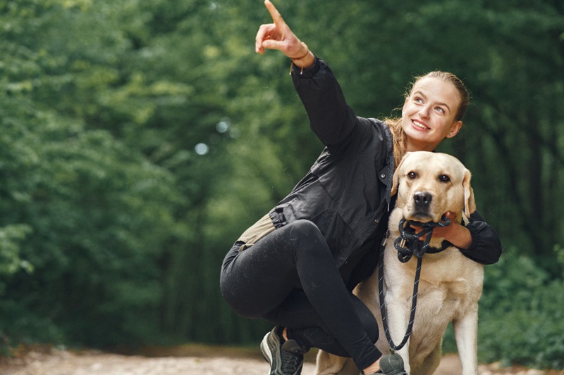 10 Effective Training Tips for Golden Retriever Puppy