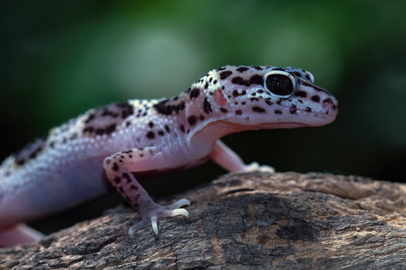 Handle Your Leopard Gecko Safely and Confidently