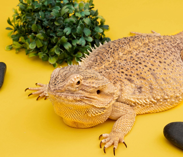 How Can You Create the Ideal Habitat for Your Bearded Dragon