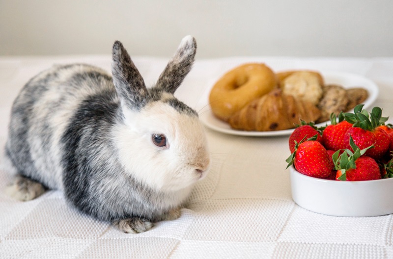 How-Can-You-Ensure-Your-Rabbit-Stays-Healthy-and-Happy