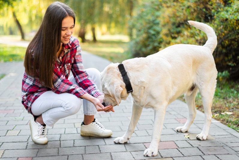 How Do You Pick the Best Bark Control Collar for Your Dog?