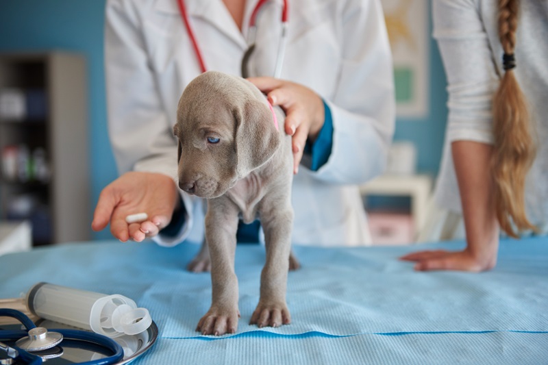 How Do You Shield Puppies from the Deadly Parvo Virus?