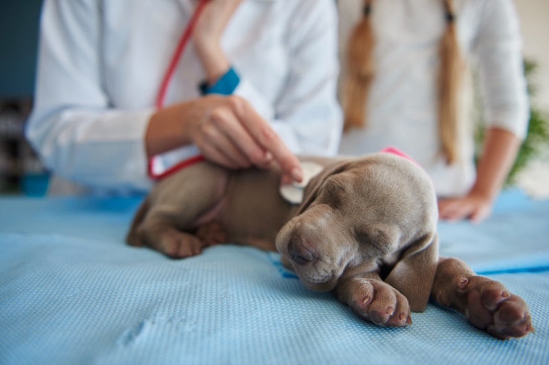 How Shield Puppies from the Deadly Parvo Virus