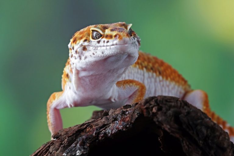 How to Handle Your Leopard Gecko Safely and Confidently