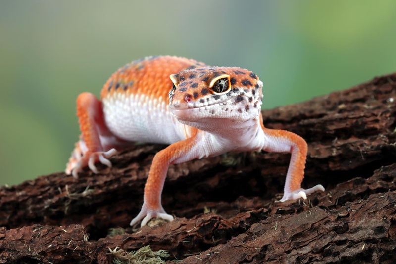 Handle Your Leopard Gecko Safely and Confidently