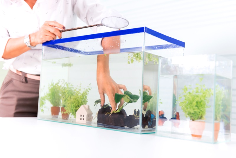 How to Set Up the Perfect Freshwater Aquarium