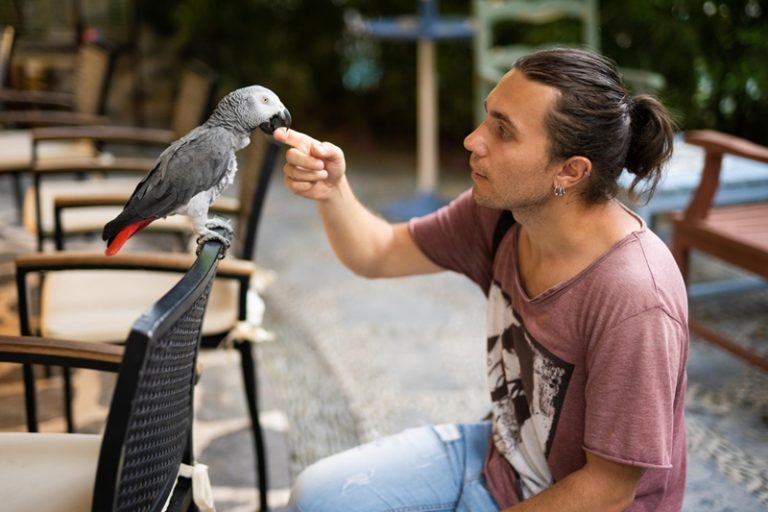 How to Train Your Pet Bird: Fun Tricks and Tips