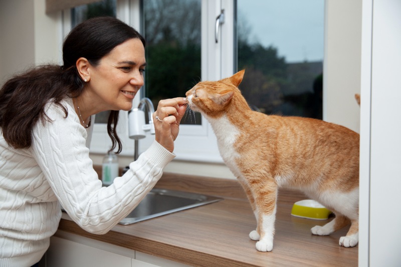 Introduce a New Cat to Your Home