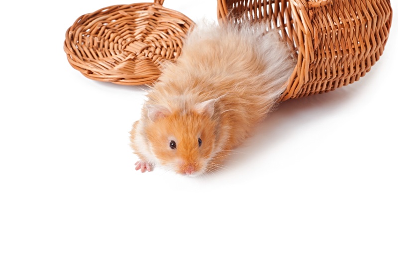 Keep Your Syrian Hamster Active and Healthy