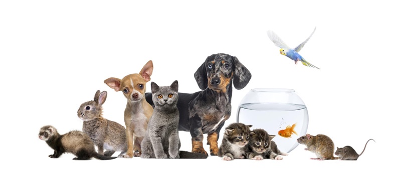 What Simple Steps Can Help You Prevent Pet Care Mishaps?