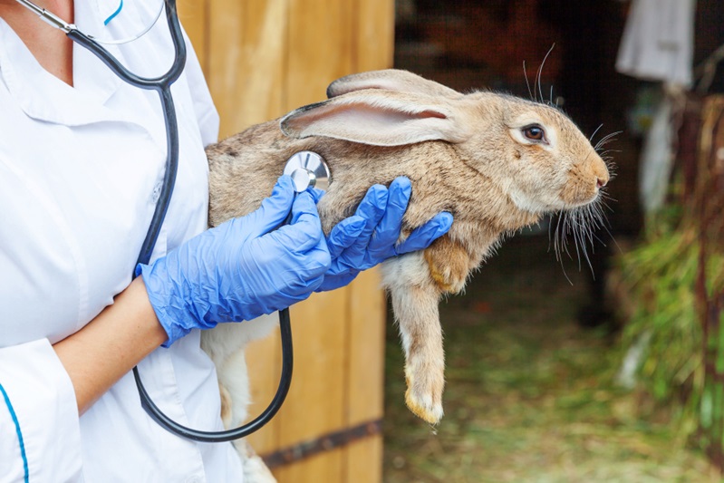 Rabbit Care