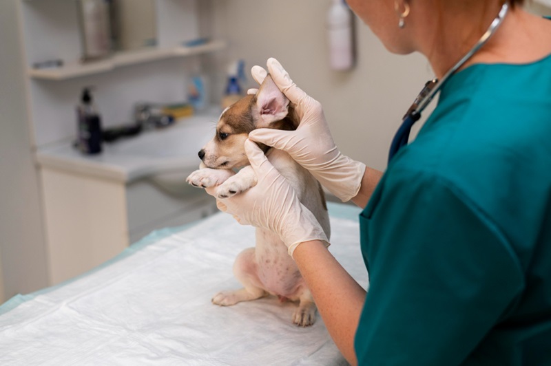 Shield Puppies from the Deadly Parvo Virus