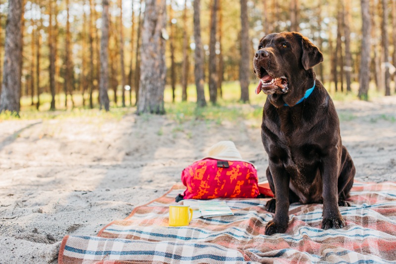 Summer Dog care