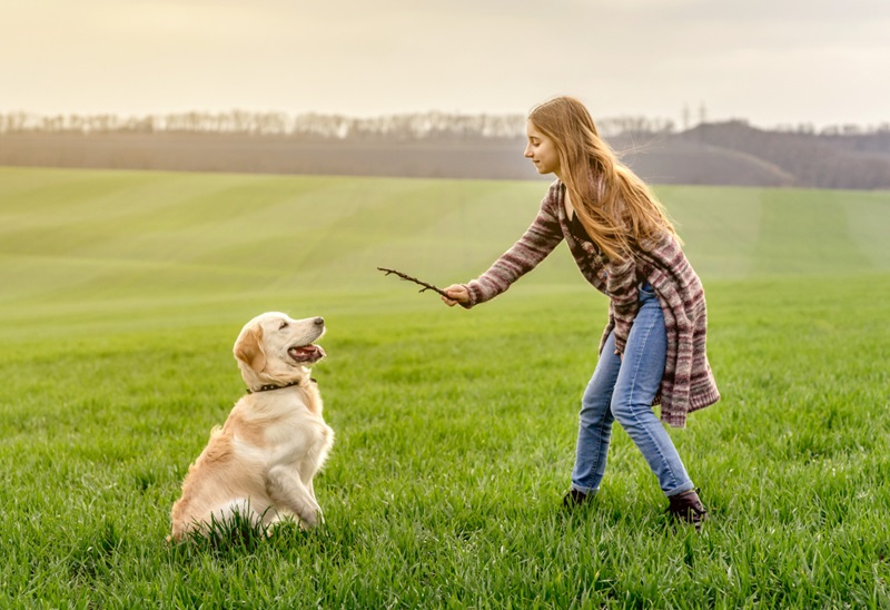 Training Tips for Golden Retriever Puppy