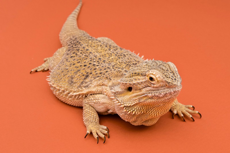 Your Bearded Dragon