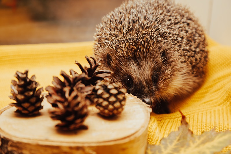 Keep Your Hedgehog Warm During Winter