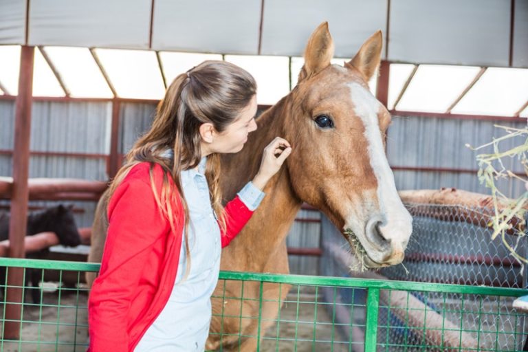 Horse health care