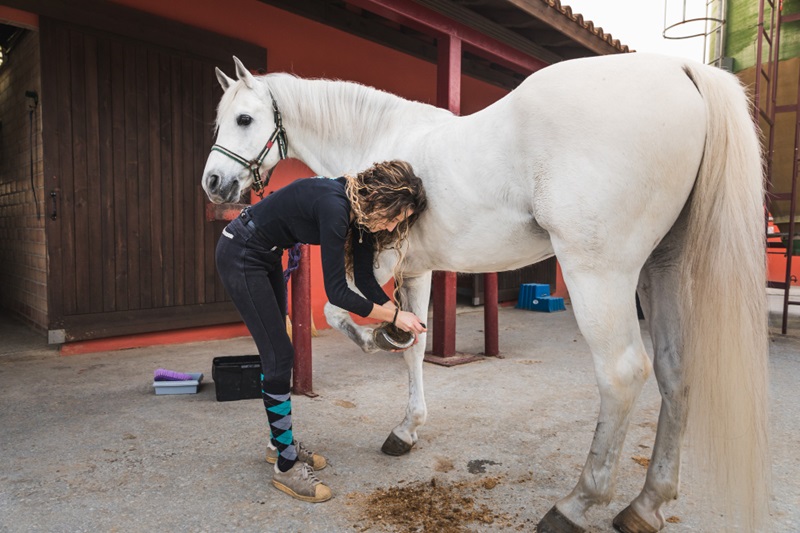 Common Health Issues in Horses and How to Prevent Them