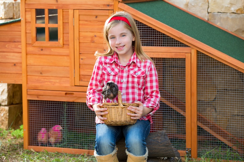 Backyard Chicken Coop