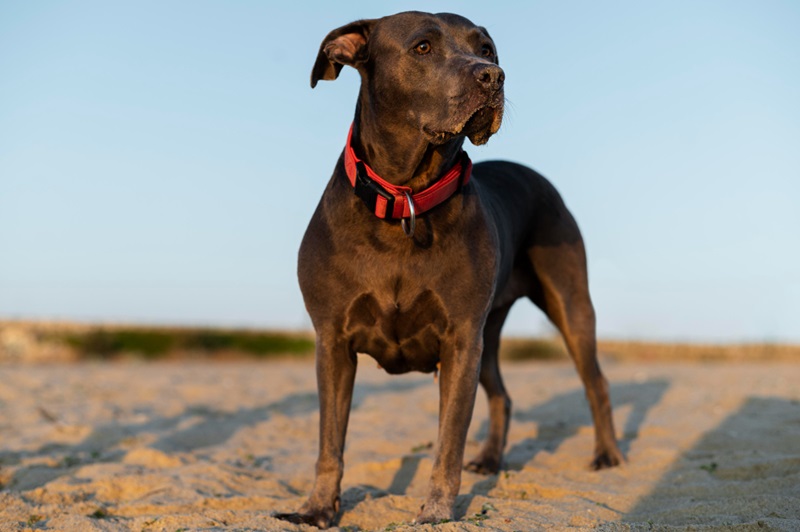 How Do Bark Control Collars Keep Your Dog Calm and Quiet?