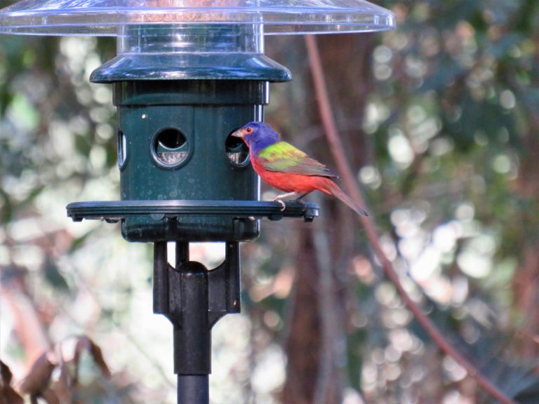 Bird Feeder Cam