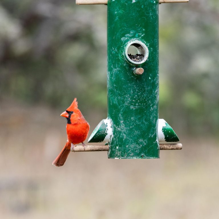 Outdoor Smart Bird Feeder