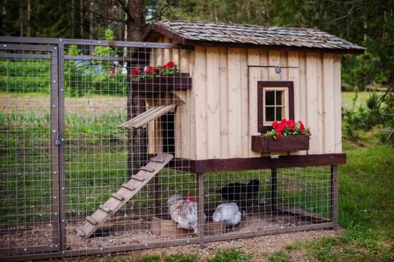 Chicken Coop