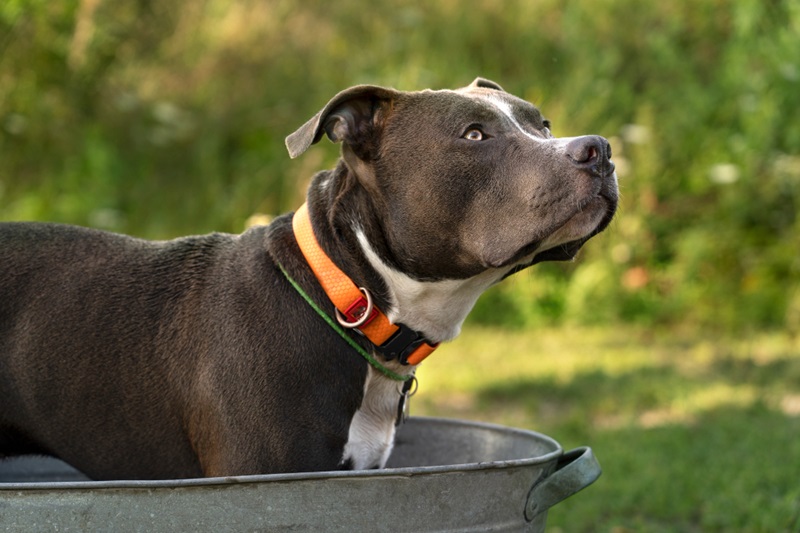 Dog Bark Control Collars