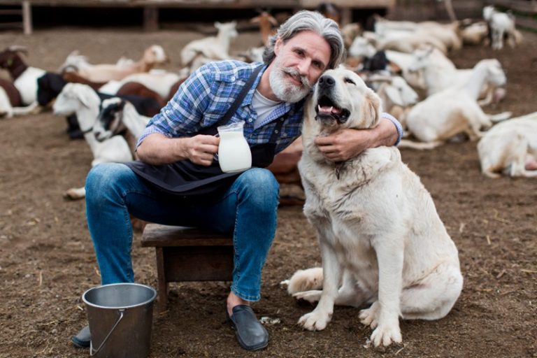 Livestock guardian dogs