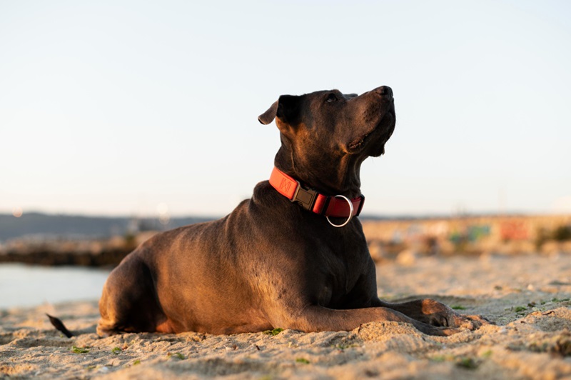 GPS Dog Collars a Must-Have for Every Dog Owner