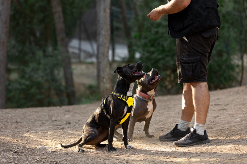 How Do GPS Dog Tracking Collars Keep Your Pet Safe & Sound?