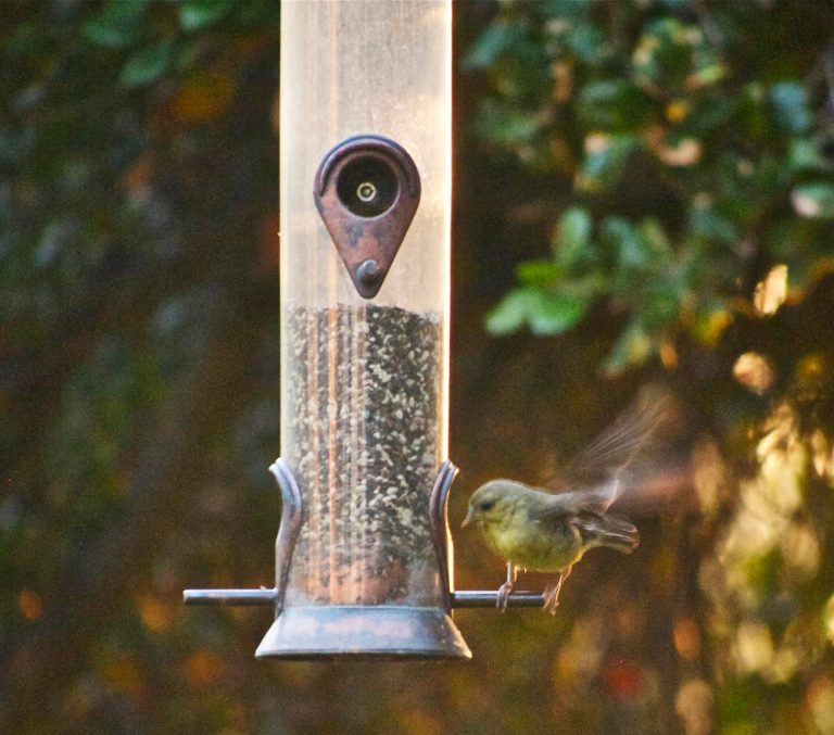 HD Bird Feeder Camera