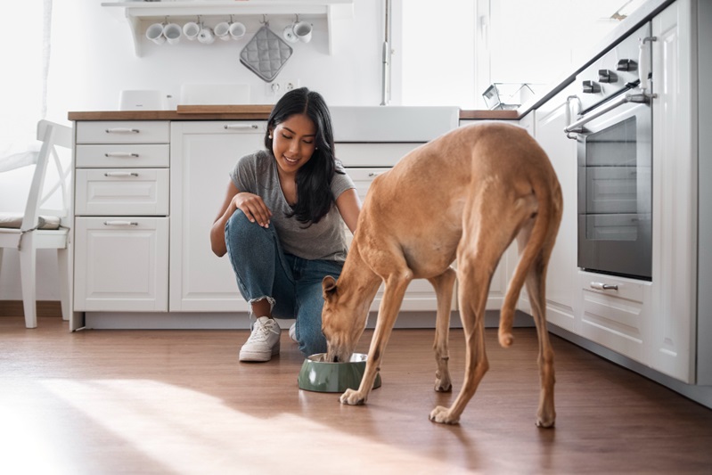 How to Make Balanced Homemade Pet Food for Your Furry Friend