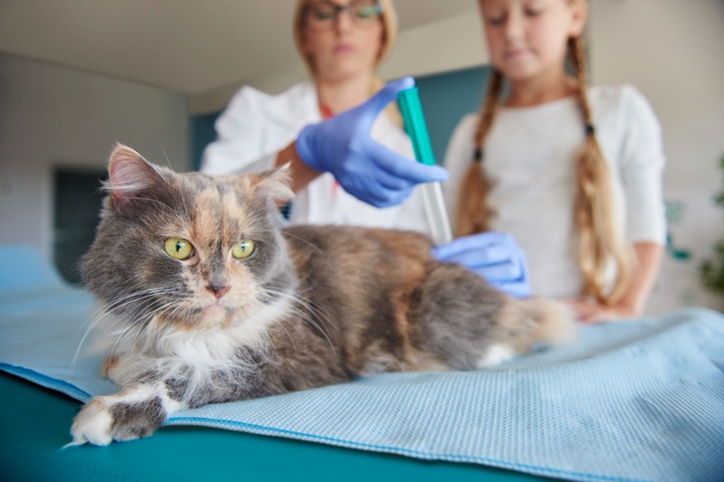 How Can Vaccines Help Your Pet Live a Longer Life