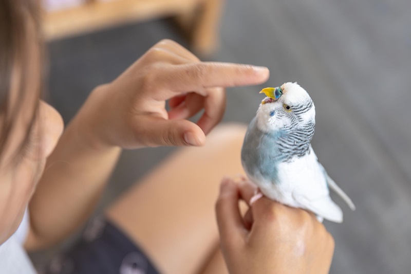 How Can You Teach Your Pet Bird to Talk Successfully