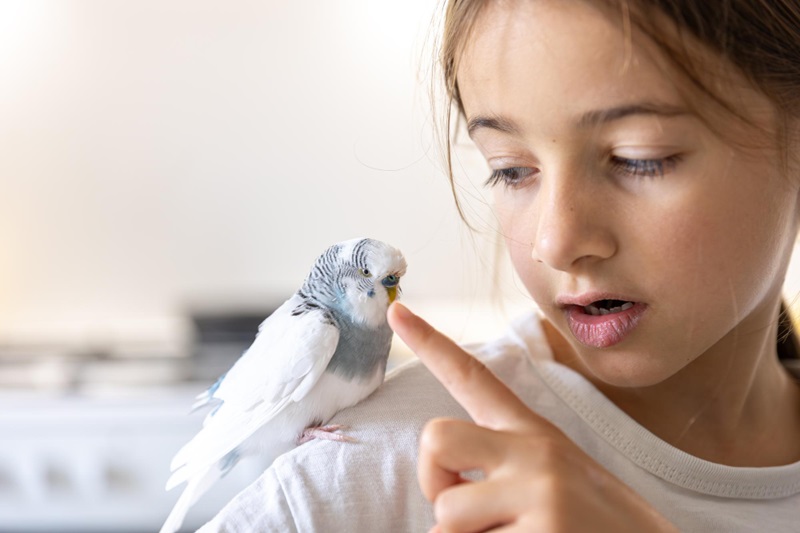 How Can You Teach Your Pet Bird to Talk