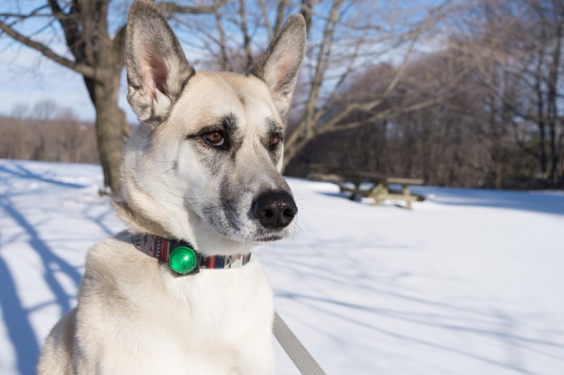 How Do GPS Dog Tracking Collars Keep Your Pet Safe & Sound